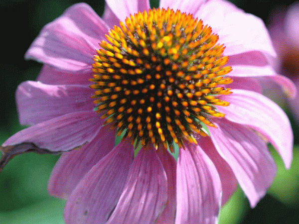A pink coneflower.